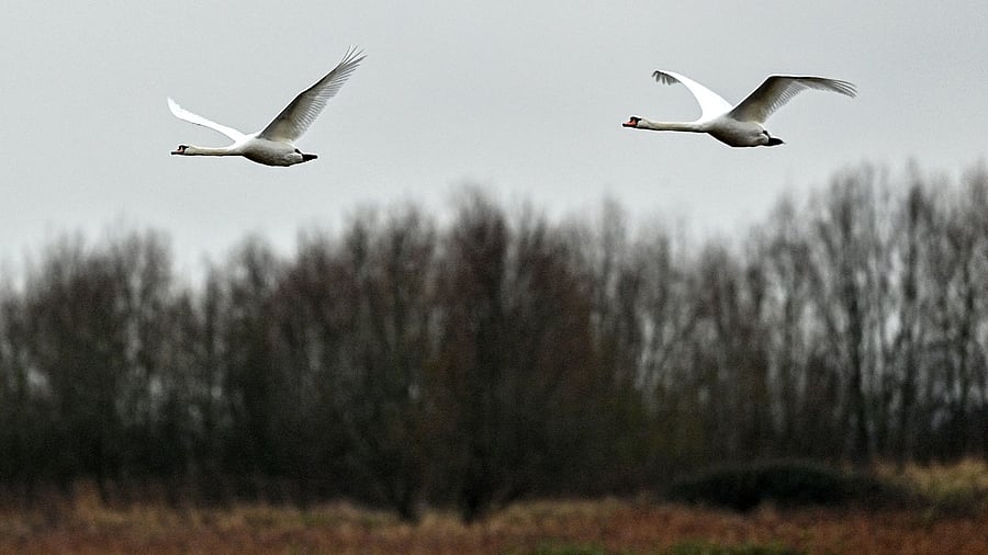 Mute swans in flight at the site of the erstwhile quarry. Credit: AFP Photo
