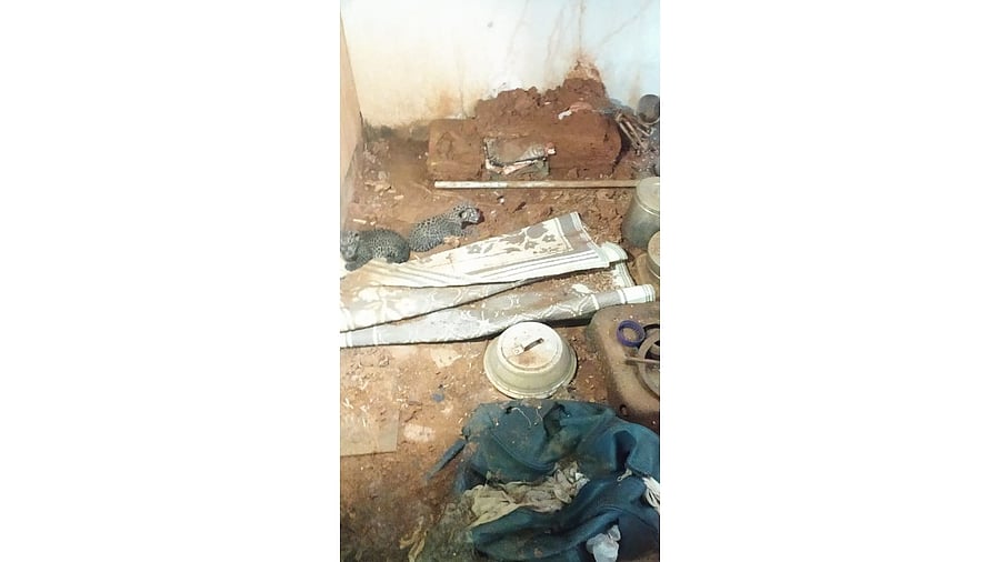 The leopard cubs — just a few days old — were found in a dilapidated building. Credit: Special Arrangement