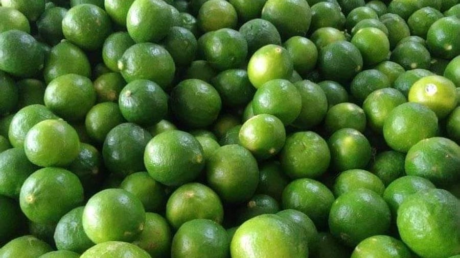 Kagzi Lemons. Credit: Lime Development Board Photo