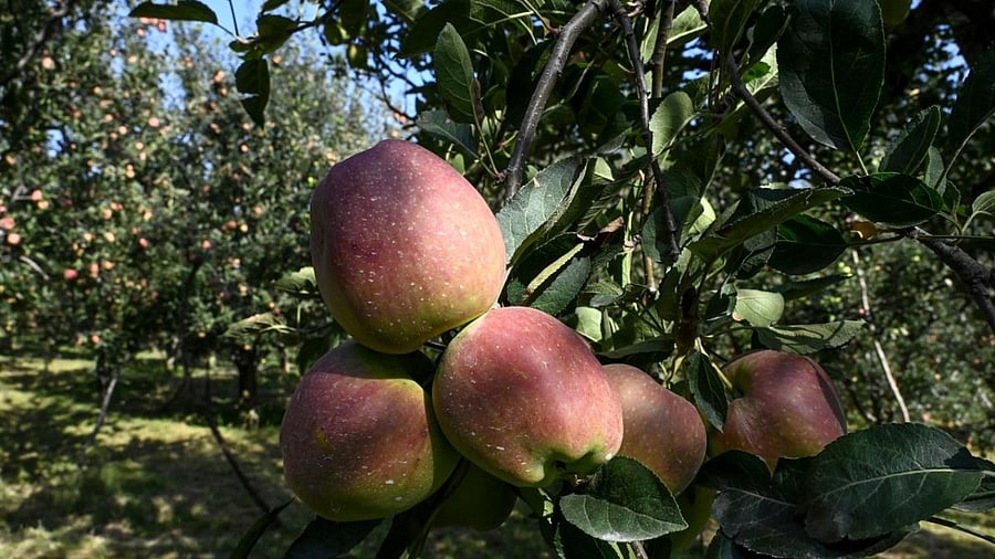 Traders question the import of fruits amid the Make-in-India push. AFP File Photo
