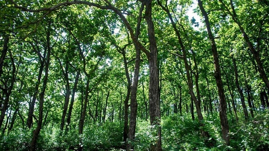 forest