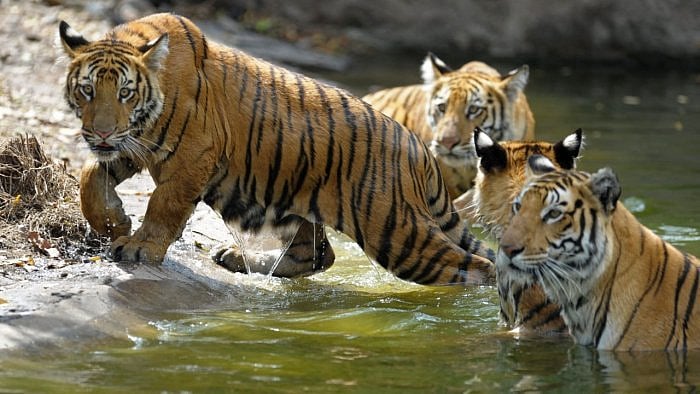Representative image. Credit: AFP Photo