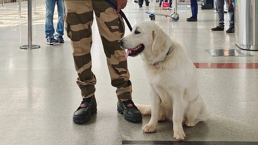 Goldie with his white groomed coat of hair was the cynosure of eyes for all concerned at MIA. Credit: Special Arrangement