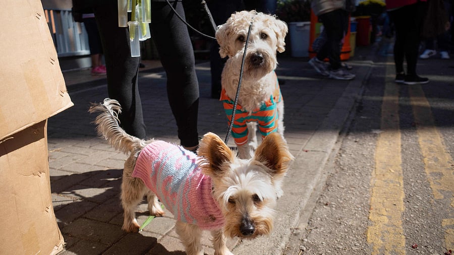A pair of dogs on a lead in the Prince Edward area of Hong Kong - a city where nearly 10 percent of all households have a cat or dog. Credit: AFP Photo