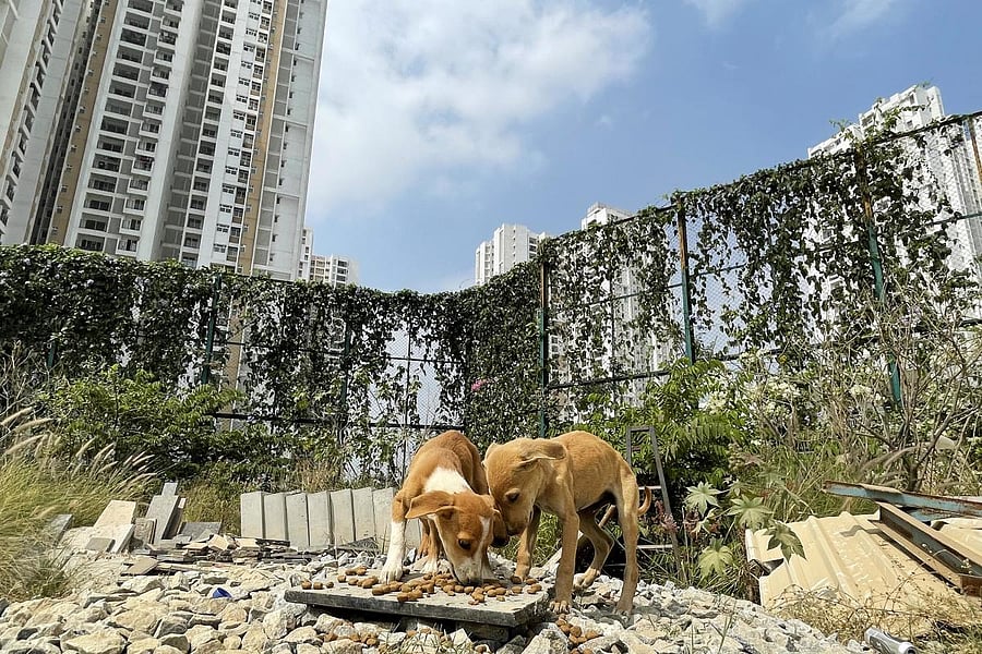 Stray dogs that frequent Prestige Falcon City, Kanakapura Road. DH Photo by Pushkar V 