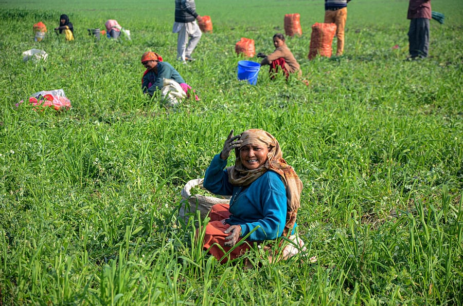 In effect then, the commitment of the government to the bottom 30-40% of the population is limited. Credit: PTI Photo