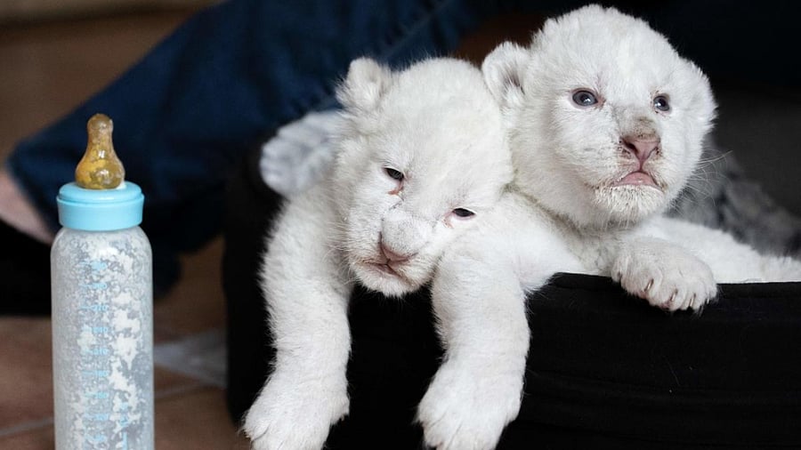 New born white lion cubs rest in their basket after drinking milk with a nursing bottle, on August 11, 2019, at the association "Caresse de tigre", at La Mailleraye-sur-Seine, northwestern of France. Credit: AFP Photo