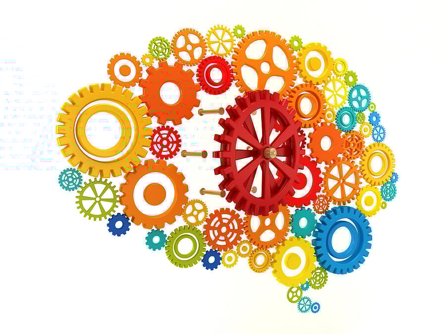 Brain plasticity