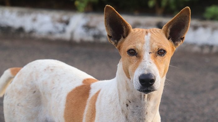 Representative Image. Credit: iStock Photo