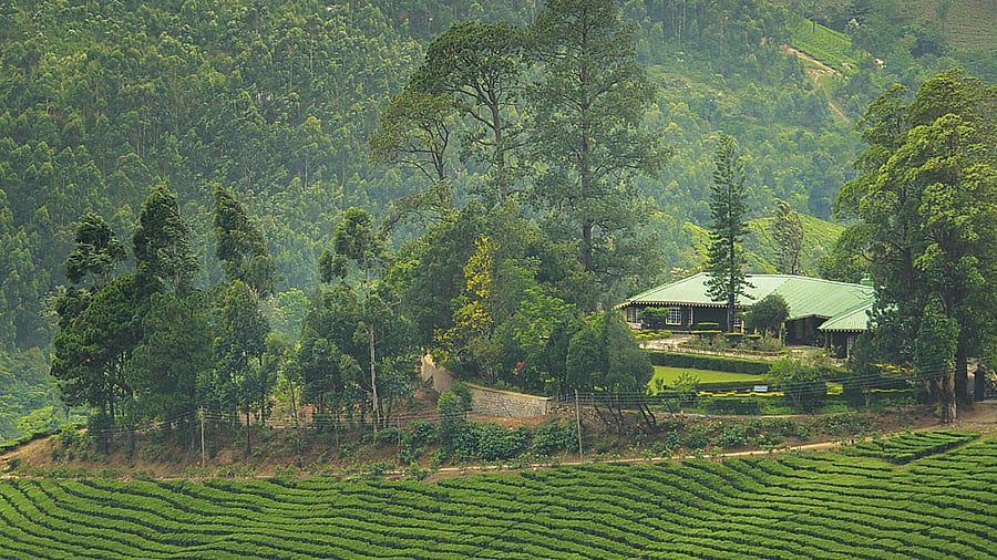 While staying amidst acres and acres of crops is a unique and fulfilling travel experience in itself, most plantation stays also offer activities for visitors with children, or those seeking new adventures. Credit: Briar Tea Bungalows