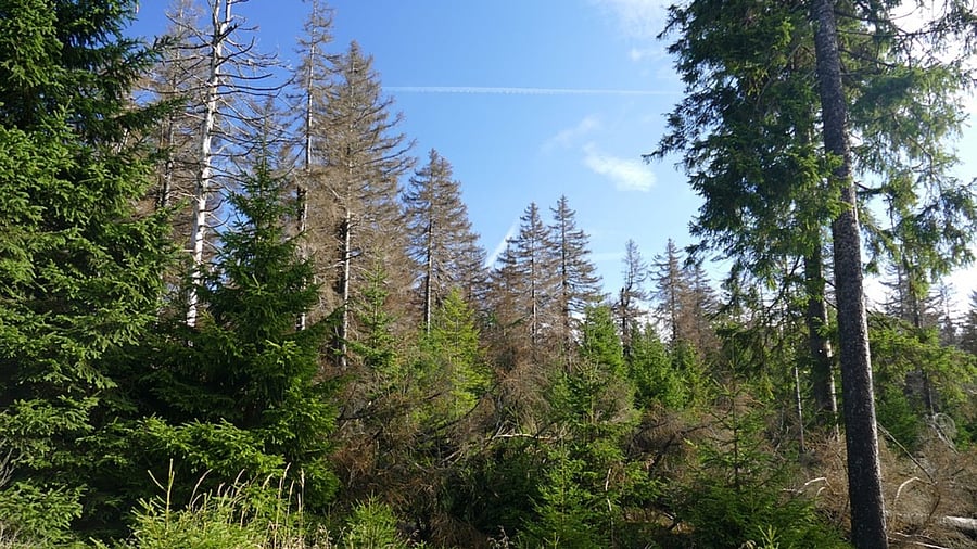 Representative Image. Credit: Pixabay Photo