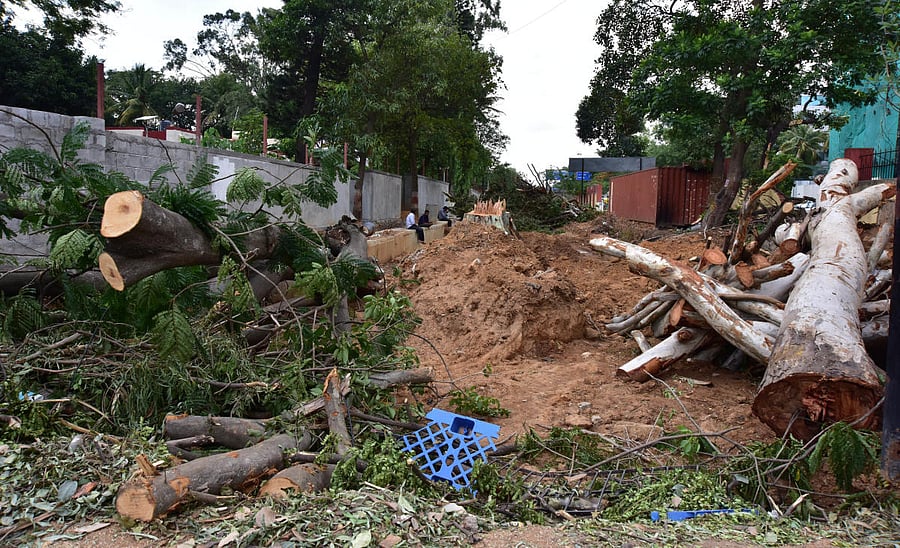 The committee’s first report recommends retention of 37 trees, translocation of 84, and felling of 138. Credit: DH Photo