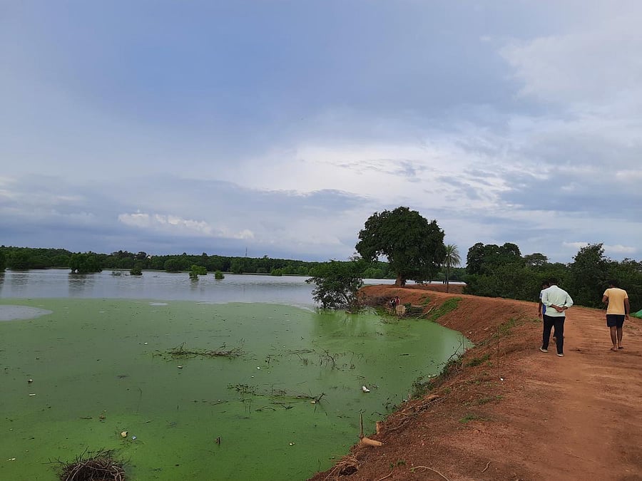 Doddagubbi lake has been a prominent birding site for decades. Photo by author