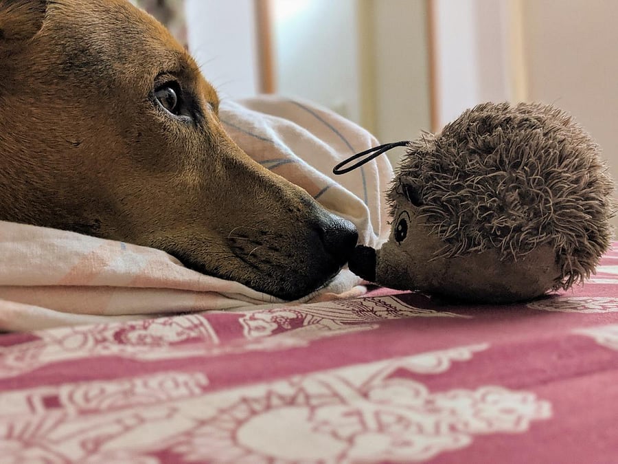 Pippi musing with his favourite hedgehog (pic by author)