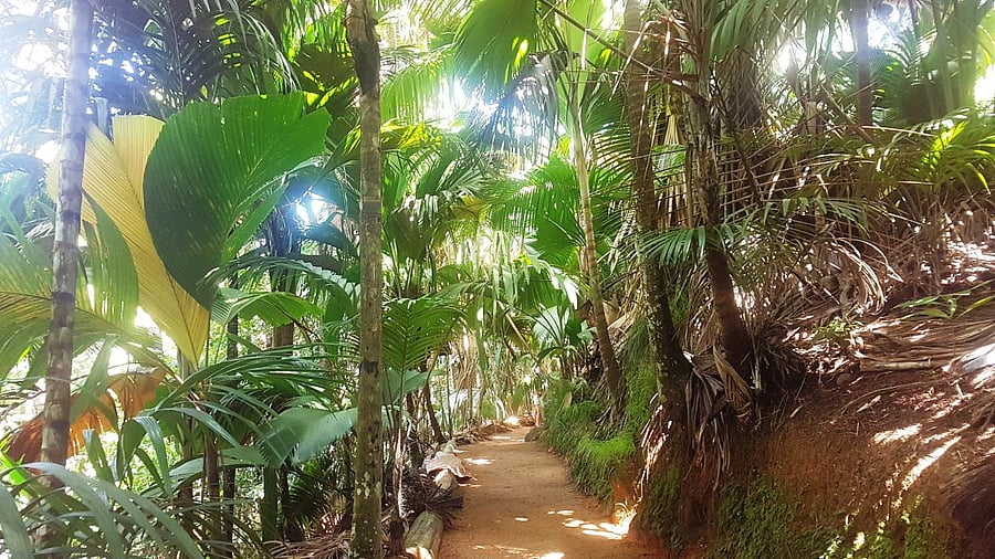 Vallée de Mai walking trail. PHOTOS BY AUTHOR