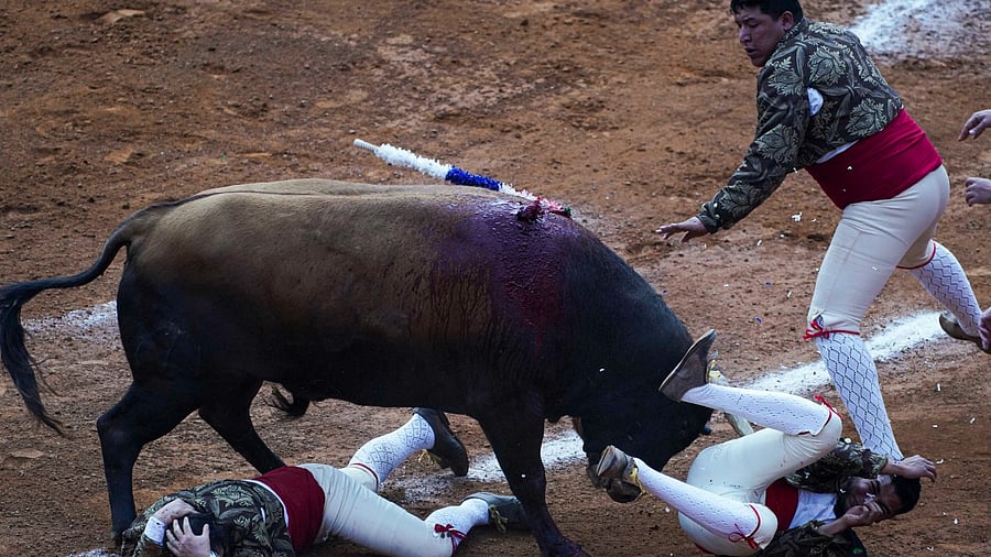 This season's bullfights in Mexico City may be the last, as legislators in the city assembly seek to revive a bill banning the activity. CRedit: AP/PTI Photo