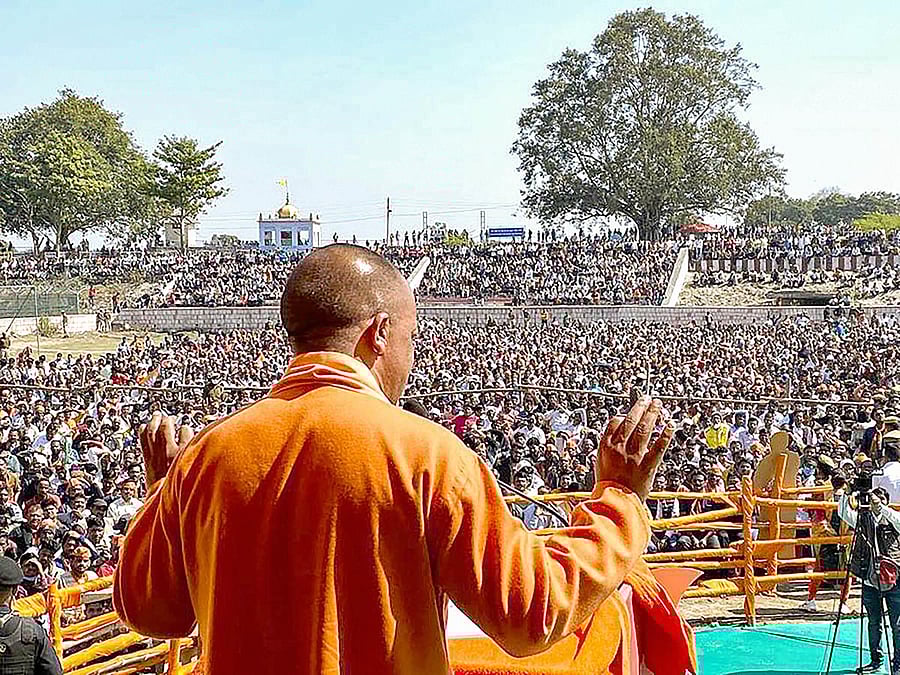 yogi