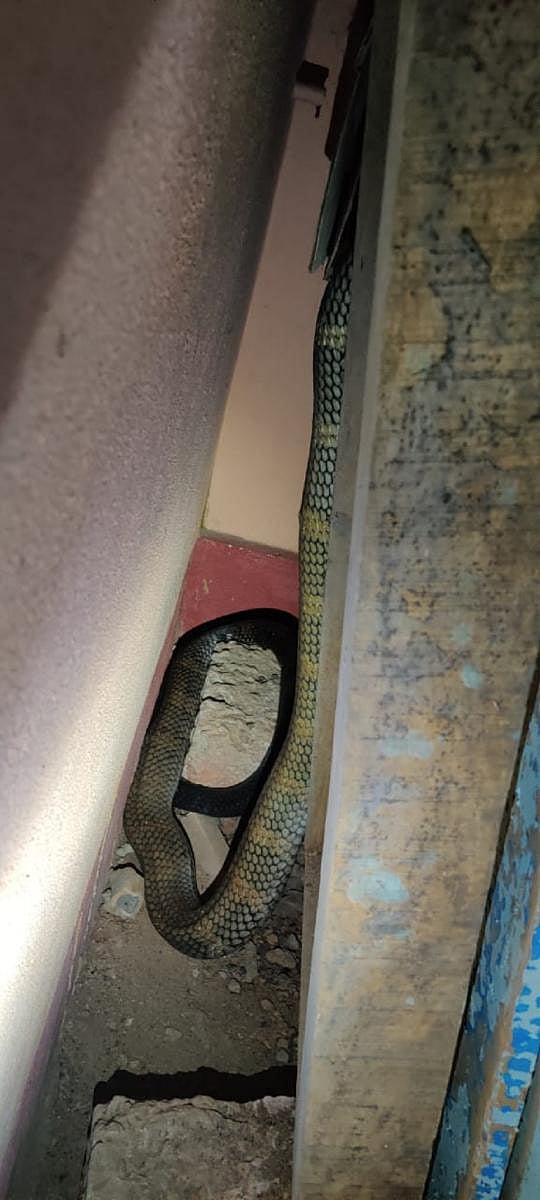A King Cobra was found in a house at Ulaibettu village near Vamanjoor.