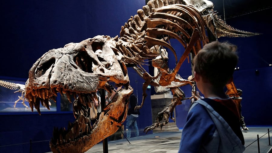 A child looks at a 67 million year old skeleton of a Tyrannosaurus, named Trix. Credit: Reuters File Photo
