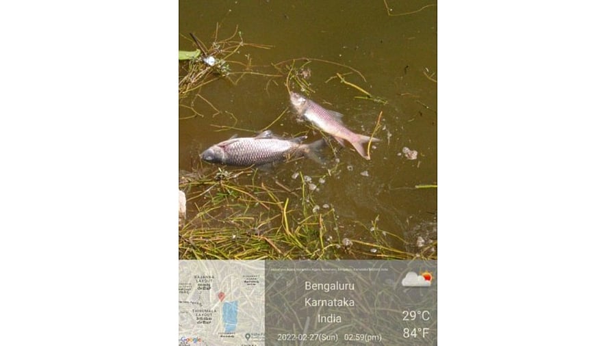 Dead fish in Horamavu-Agara Lake, East Bengaluru. Credit: DH Photo
