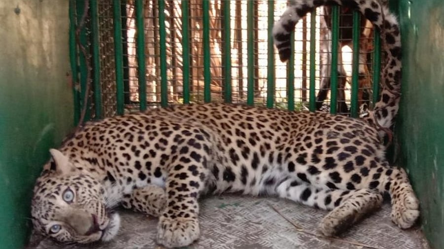 Leopard trapped in a cage at the Burur Amrutmahal Kaval. Credit: DH Photo