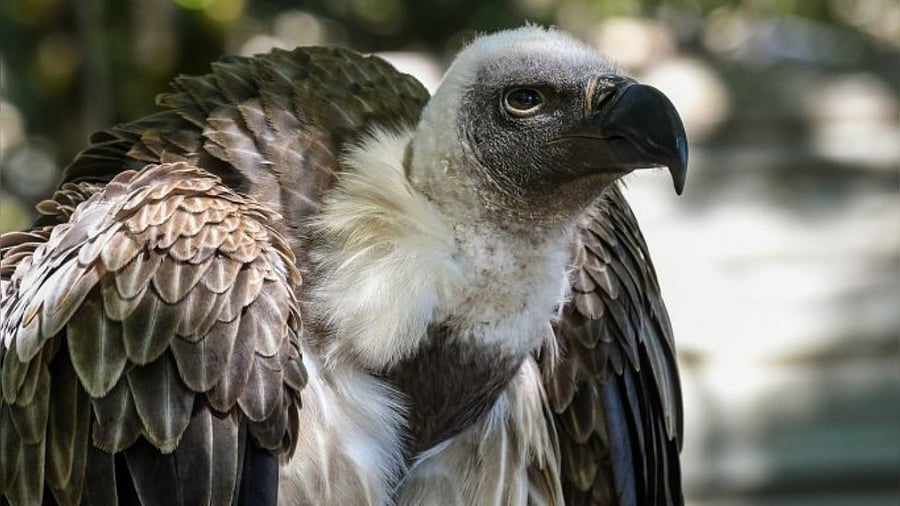 One of the recent success stories is that of vultures. Credit: Pixabay Photo