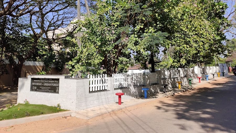 An urban forest developed using the Miyawaki method at Kottara. Credit: Special Arrangement