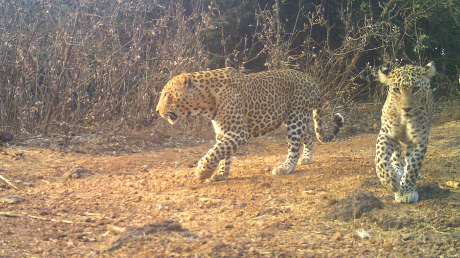 Leapords in an urban protected area. Credit: Special arrangement