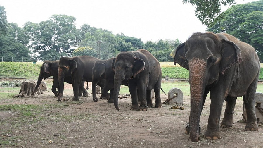 Representative image. Credit: DH file photo