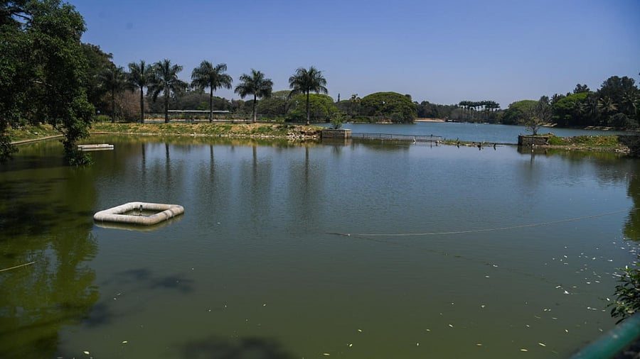 Lalbagh Lake. Credit: DH file photo