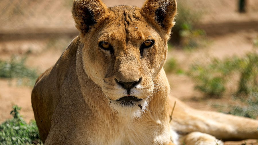 A lioness looks on in an enclosure at the Sudan Animal Rescue centre in al-Bageir, south of the capital Khartoum. Credit: AFP File Photo