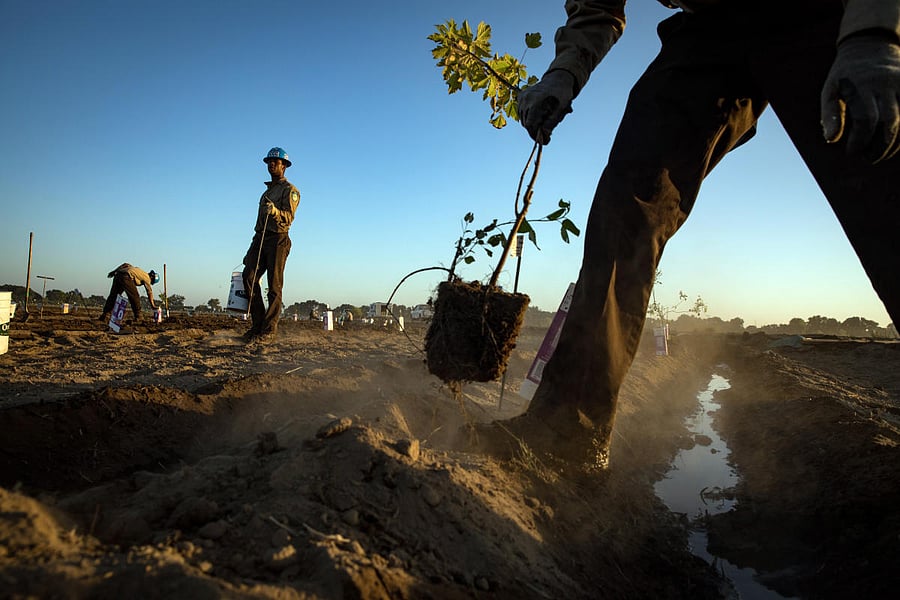 Members of the California Conservation Corps planting trees in Modesto, California, in June 2018. Researchers say it is increasingly urgent to factor biodiversity into restoration efforts. Credit: The New York Times Photo