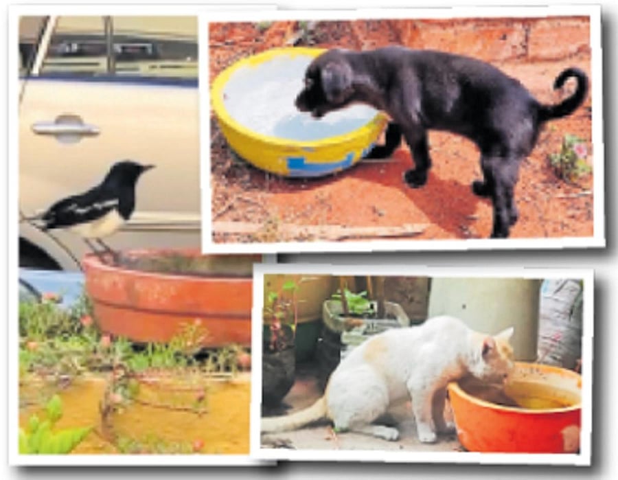 People keep cement and terracotta bowls for all animals and birds. 