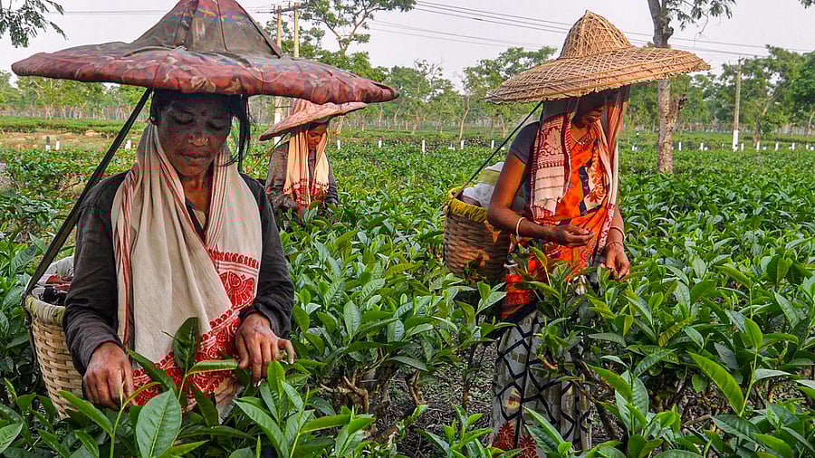 Workers carrying baskets pluck tea leaves. Credit: PTI Photo