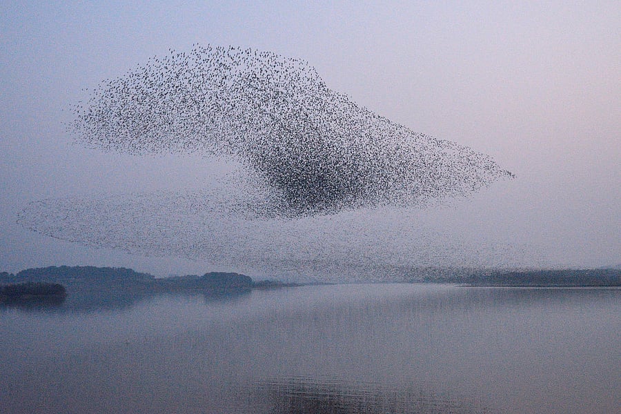 Systems theory posits that an interaction between individual parts leads to emerging patterns over time, observable in fields as diverse as urban studies and ecology. In pic: Wintering birds flying in the evening sky.