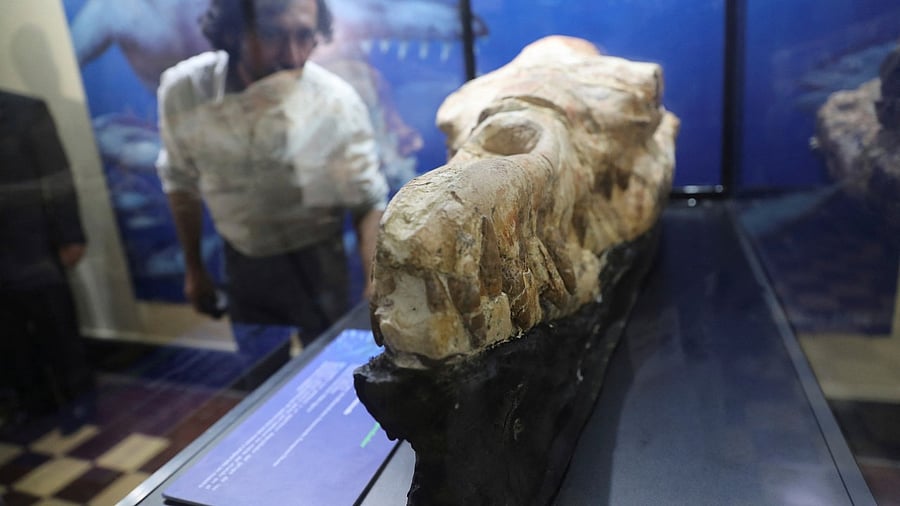 A Basilosaurus whale fossil dating back 36 million years is displayed at the Museum of Natural History after its discovery in the Ocucaje desert, in Lima, Peru. Credit: Reuters Photo