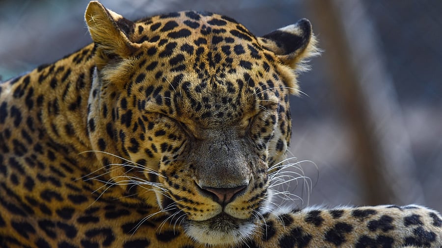 Representative picture. Credit: PTI Photo