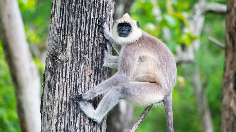 Representative image. Credit: iStock photo