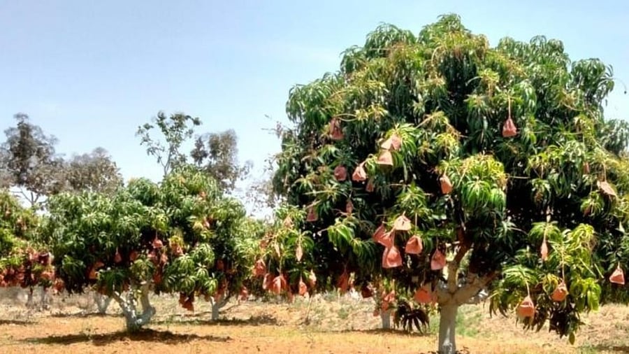A farmer in Chikkaballapura has covered Alphonso variety of mangoes with biodegradable bags to prevent infection.