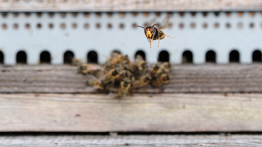 ension prevailed for a while at Mary Immaculate Girls High School in the city after honeybees attacked parents. Credit: iStock Photo