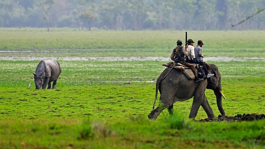 The last rhino Census in 2018 found an increase of a dozen individuals over the 2015 figure. Credit: AFP Photo