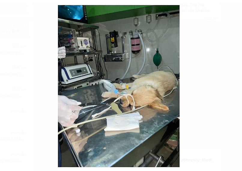 12-week old puppy swallowed a plastic ice cream spoon. Credit: Special Arrangements