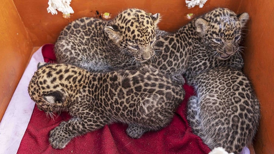 The cubs were found to be in good health and fit to be reunited with their mother. Credit: Wildlife SOS & Maharashtra Forest Department