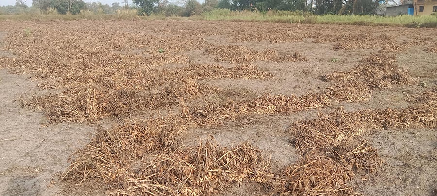 The harvested groundnut at Manoor in Kota.