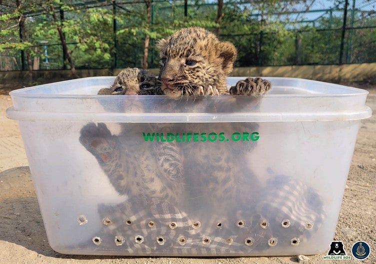 Two leopard cubs found in Pune. Photo Credit: Wildlife SOS/MFD