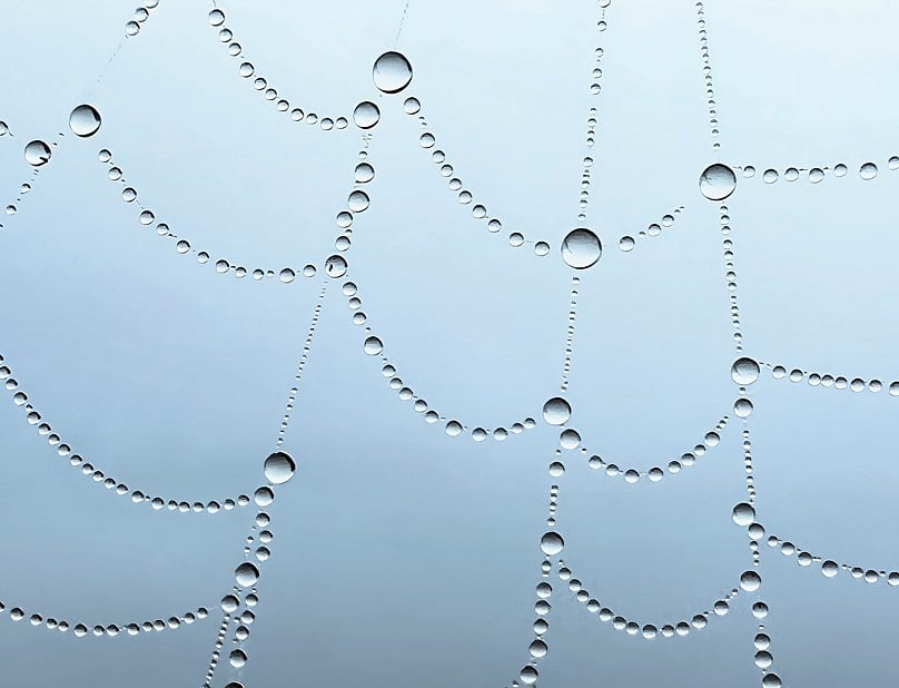 “Art in Nature” (spiderweb) by Prajwal Chougule (@prajwal.photos). Shot on iPhone 13 Pro. Credit: Apple India