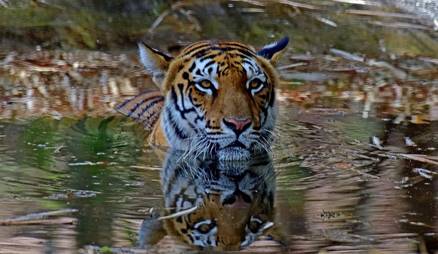 Representative image. Credit: DH Photo/ Govindraj Javali