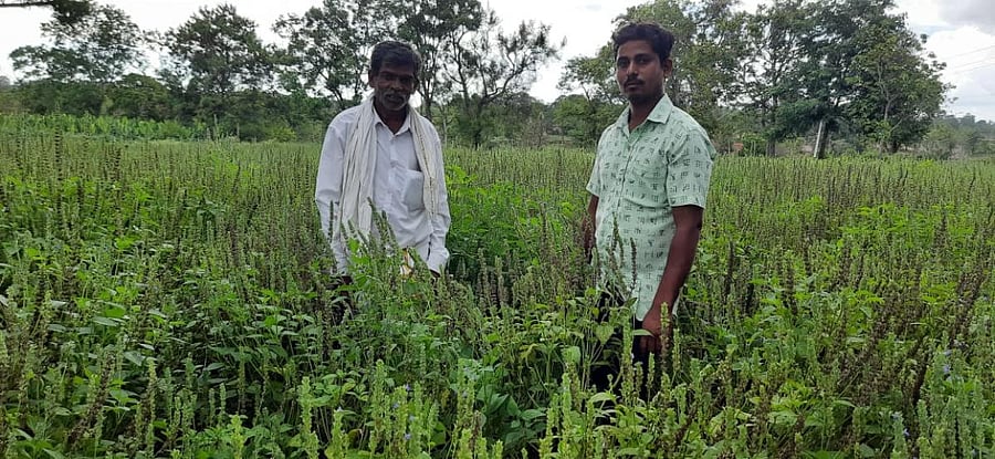 Chia crop in HD Kote taluk. Credit: DH Photo
