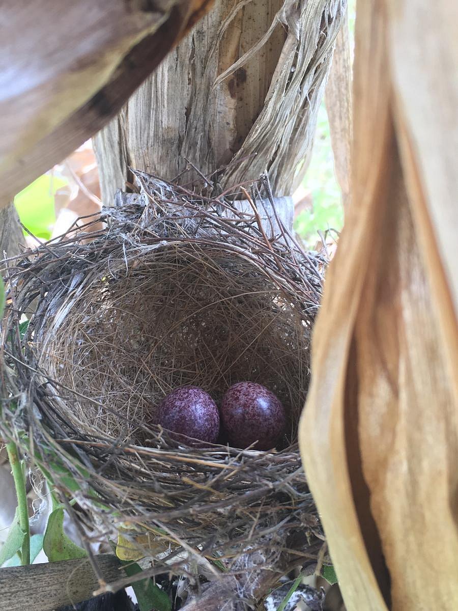 Bulbul nest wedged in a dry banana stem (pic by author)