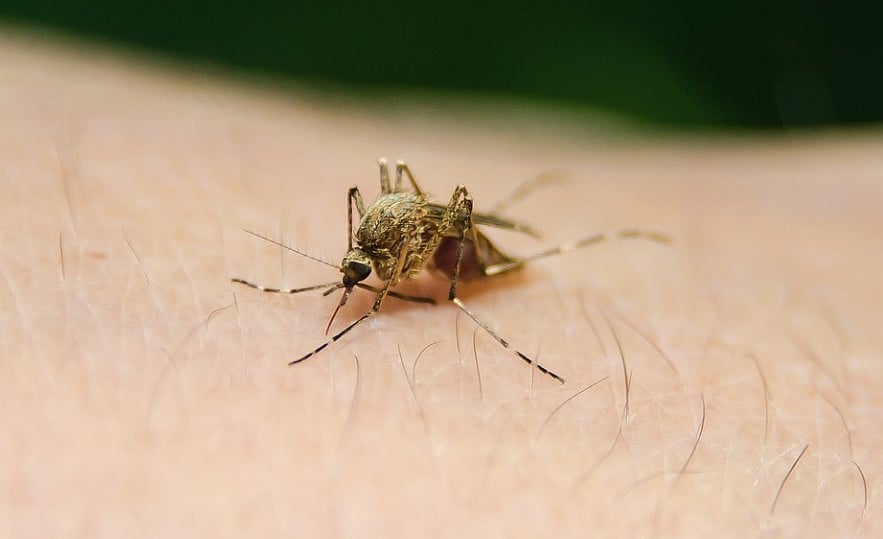 Elephantiasis is caused by infection of nematodes (roundworms parasits) of the family Filariodidea that are transmitted through the bites of infected mosquitos. Picture Credit: Pixabay